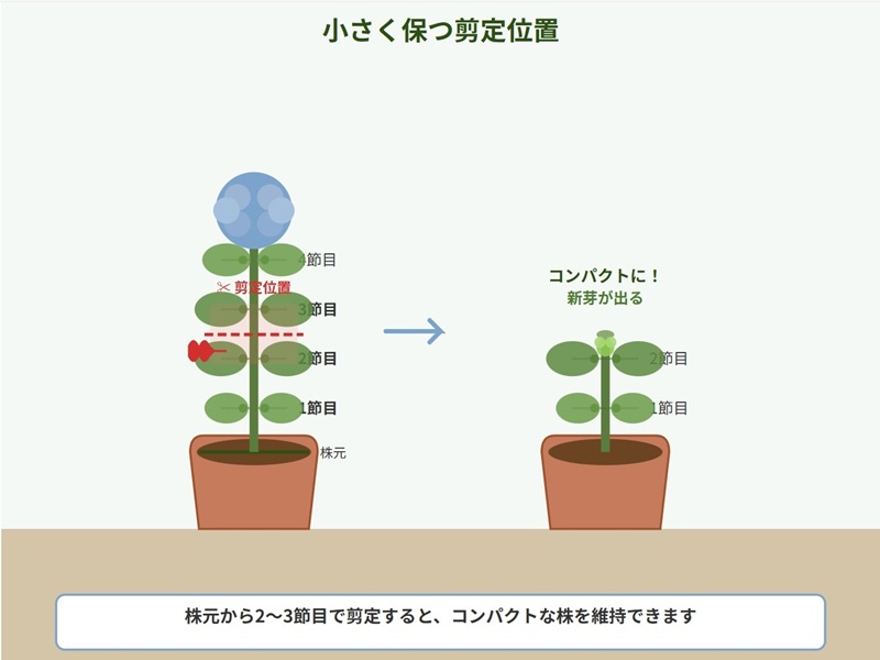 紫陽花の剪定位置を示したイラスト。根元から数えて2〜3節目で剪定する位置が示されており、剪定後に新芽が出る様子も描かれている