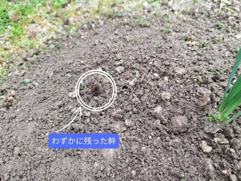 根腐れしたブルーベリーの掘り起こし前の様子。地面から約2cmの位置で幹が折れて腐っており、白い丸枠と矢印で“わずかに残った幹”を示している。隣に水仙が一株咲いている