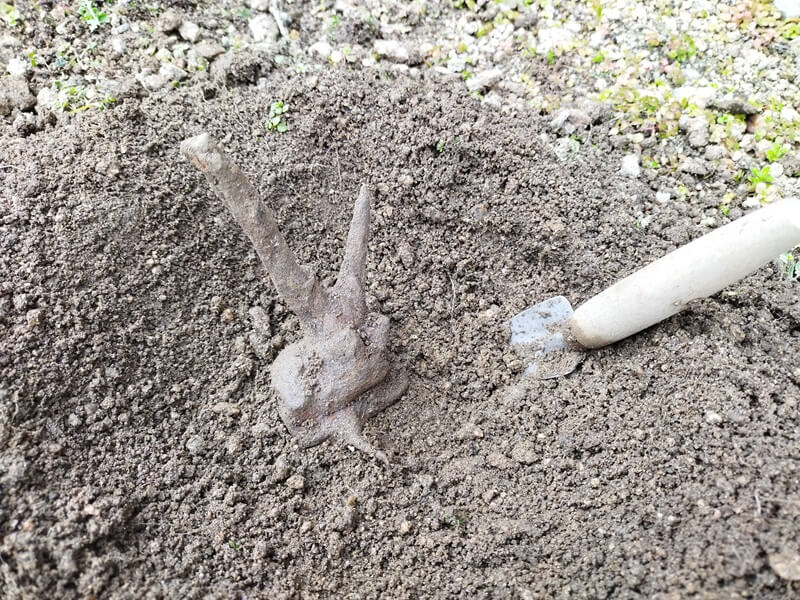 根腐れしたブルーベリーの株元を掘り進めると、こぶのように固まった根が見えてきた様子