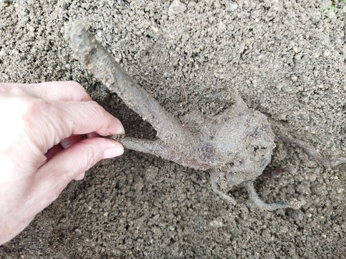 根腐れしたブルーベリーを掘り起こした直後の様子。太い幹と根のこぶが特徴的で、腐敗の進行が分かる