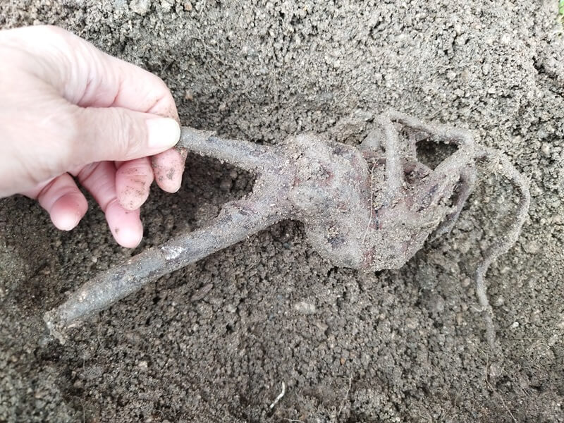 根腐れしたブルーベリーの根を横に倒して撮影。こぶ状に固まった根と、途中から横に伸びる根の様子が分かる