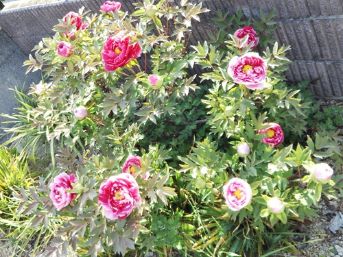 庭に植えて30年以上経過した立派な牡丹の株。赤と白が混じった大輪の花が咲き誇り、周囲には開花を待つたくさんの蕾が力強く広がっている様子。