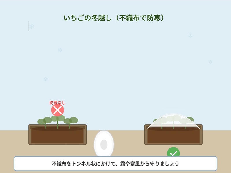 プランター栽培のいちごの冬越し対策。不織布をトンネル状にかけて、霜や寒風から守るイメージのイラスト。右側は防寒対策ありで左側は防寒対策なし
