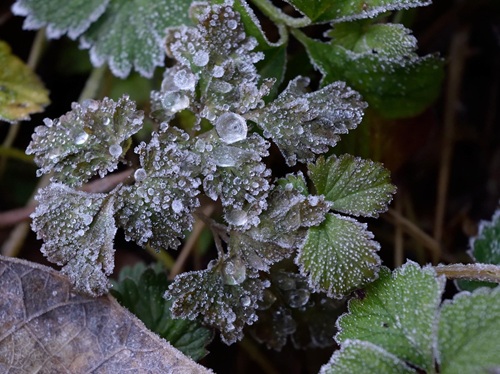 霜がついたいちごの葉のクローズアップ。冬越し中のいちごの寒さ対策のイメージ