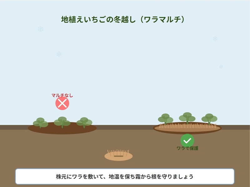 地植えいちごの冬越し対策。株元にワラを敷くことで、地温を保ち霜から根を守るイメージのイラスト。右側はワラありで左側はワラなし