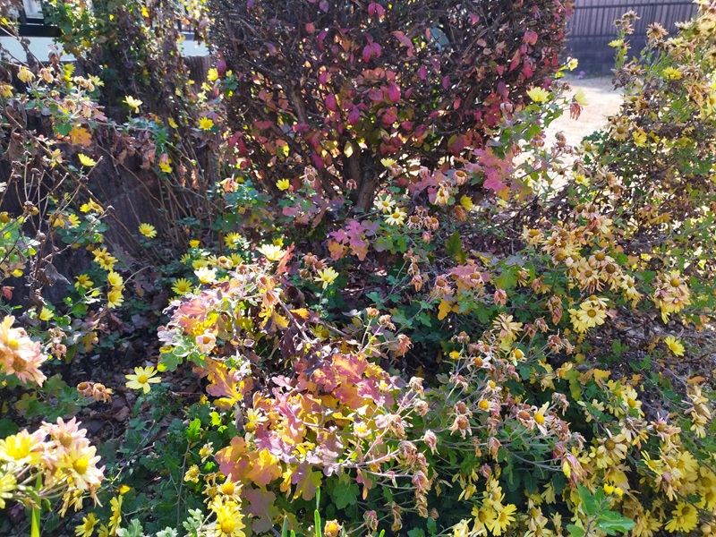 植えっぱなしで大きく成長し、花の重みで倒れかけている菊の写真。花が枯れ始めているが、黄色い花も少し残っている状態