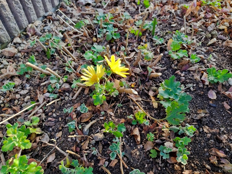 菊を根元から切り戻した後の写真。株元に緑色の冬至芽がたくさん出ており、その中心に背丈の低い黄色い菊の花が咲いている