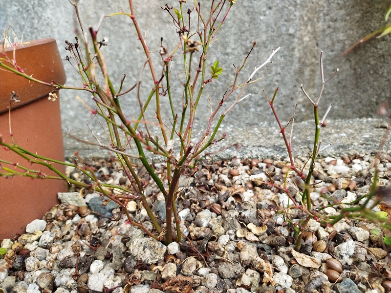 挿し木したマイクロミニバラに12月上旬、新しい葉が出て茎の色が濃い緑に変わった様子