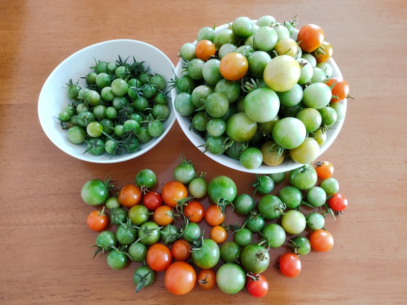 青いミニトマトと追熟可能な白色・オレンジ色のミニトマトを分けて並べた写真。青いトマト（左）と、追熟できる白色〜オレンジのトマト（右）お皿に入りきらない様々な色のトマト（手前）
