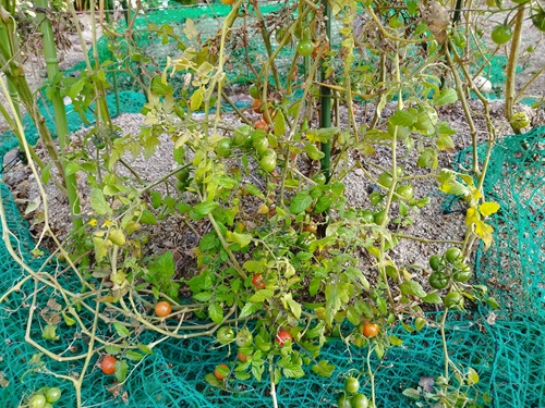 ミニトマトが12月に鈴なりに実る様子。青・オレンジ・赤の実がついた秋冬の第2収穫のイメージ写真