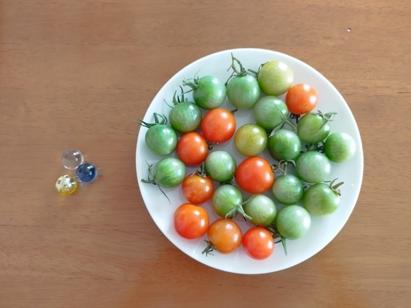 お皿に乗せた収穫後のミニトマトと、サイズ比較用に置かれた3つのビー玉。オレンジ8個、薄く色づいた2個、青白い16個のトマトが並んでいる写真