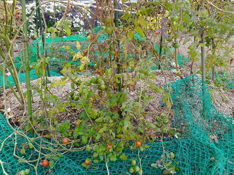 12月のミニトマトの木。古い葉が枯れ始めても、青・白・オレンジの実が下の方に鈴なりに残っていた様子