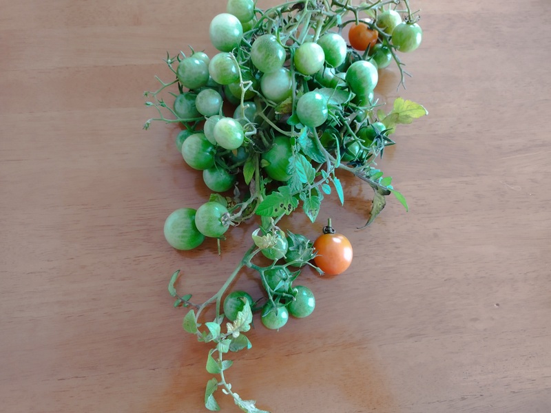 テーブルの上に置かれた、たくさんの青いミニトマトの房。細い枝と葉がついたまま束になっており、オレンジ色の実が2つ混じっている様子