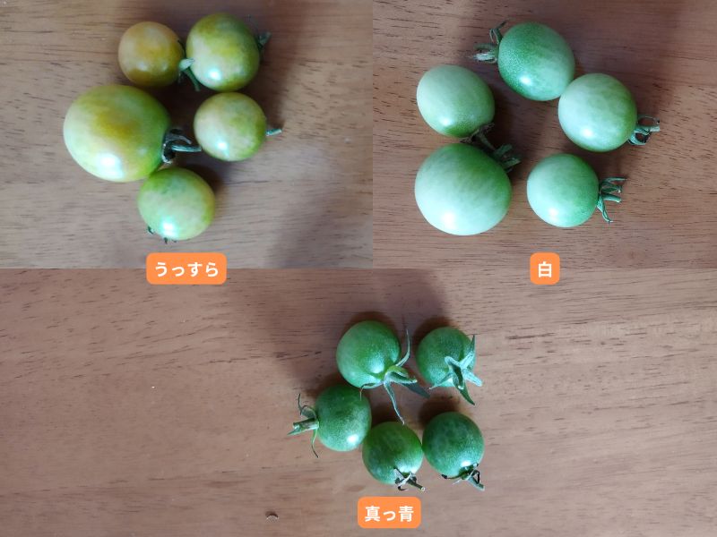 追熟実験に使用するミニトマトの熟度別3グループ。左上：うっすら色づき、右上：白っぽい、下：真っ青なトマトを５つずつ分けて置いたところ