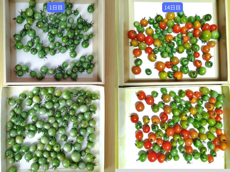 箱に広げて追熟させた大量のミニトマトの比較写真。左側は1日目の真っ青な状態。右側は14日目で半分近くが赤やオレンジに色づいた状態