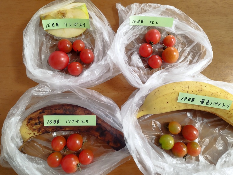 うっすら色づき始めたミニトマトグループの追熟実験10日目の結果。リンゴ入りと完熟バナナ入りは全て真っ赤になった。何も入れないものは4つ赤く1つオレンジ。黄色バナナ入りはまだ青い実が残っている