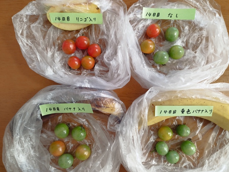真っ青なミニトマトグループの追熟実験14日目の結果。リンゴ入りは5つともほぼ赤く色づいた。完熟バナナ入りと何も入れていないものは2つだけ色づき、黄色バナナ入りは1つだけ色づき始めた