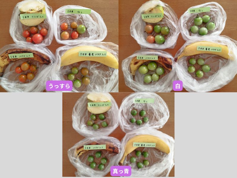 追熟実験5日目の比較写真。うっすら色づいたトマトのリンゴ入りが最も早くオレンジ色に変化。白っぽいトマトもリンゴ入りだけ色づき始める。真っ青なトマトはまだ変化が少ない