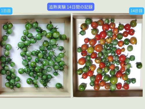 追熟実験で青いミニトマトが赤く変化した14日間のビフォーアフター比較写真。左側は開始時の青い実、右側は半分近くが赤やオレンジに色づいた14日目の様子