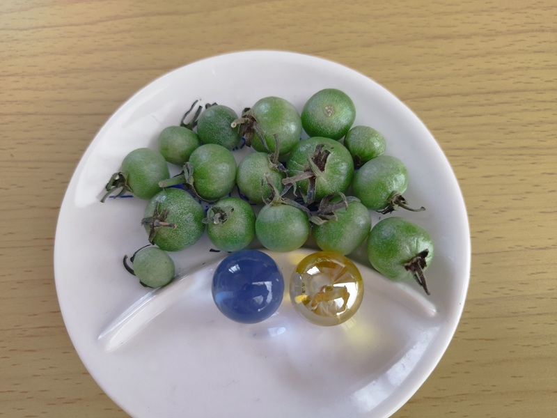 お皿に乗せた、追熟に失敗したトマト16個。しわができ始め、つやもなくなって乾燥してきている。大きさを比較するため、手前にビー玉が置かれている