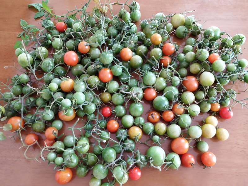 テーブルに並べられた大量の赤・オレンジ・白・青いミニトマト、第2収穫の様子。ヘタに茎が付いているトマトもたくさんある
