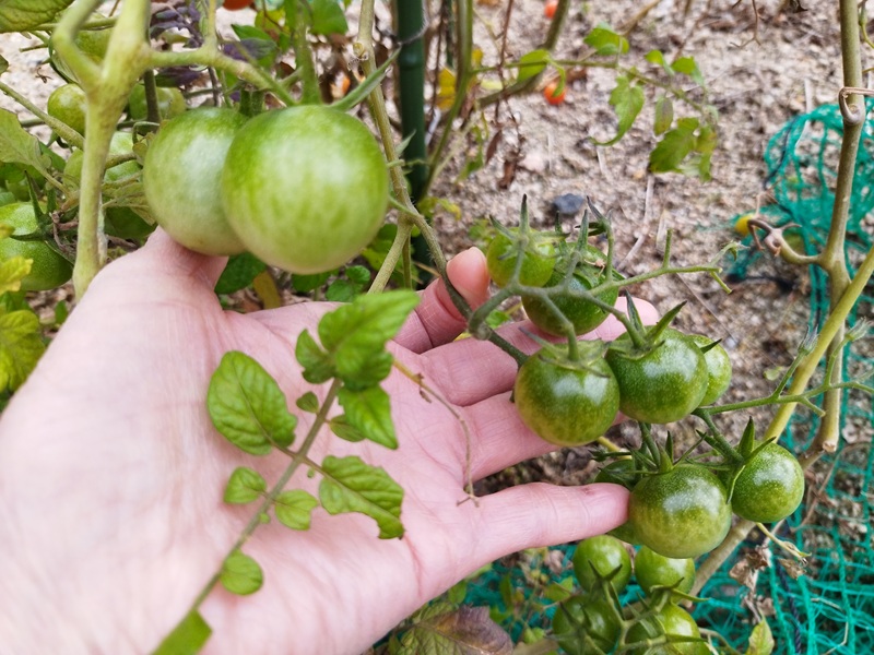 手と比べて大きさが分かるミニトマトの実。２つの中玉トマトと１４個の青いトマトが映っている