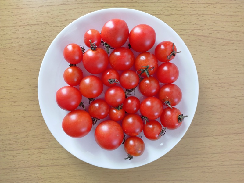 収穫後に4日間追熟させて真っ赤に色づいた中玉トマトとミニトマト27個がお皿に並んでいる写真