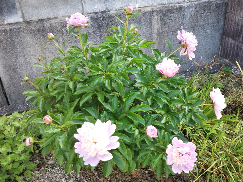 薄いピンク色の八重咲きの芍薬が大きな花を咲かせ、周りにたくさんの蕾が付いている様子