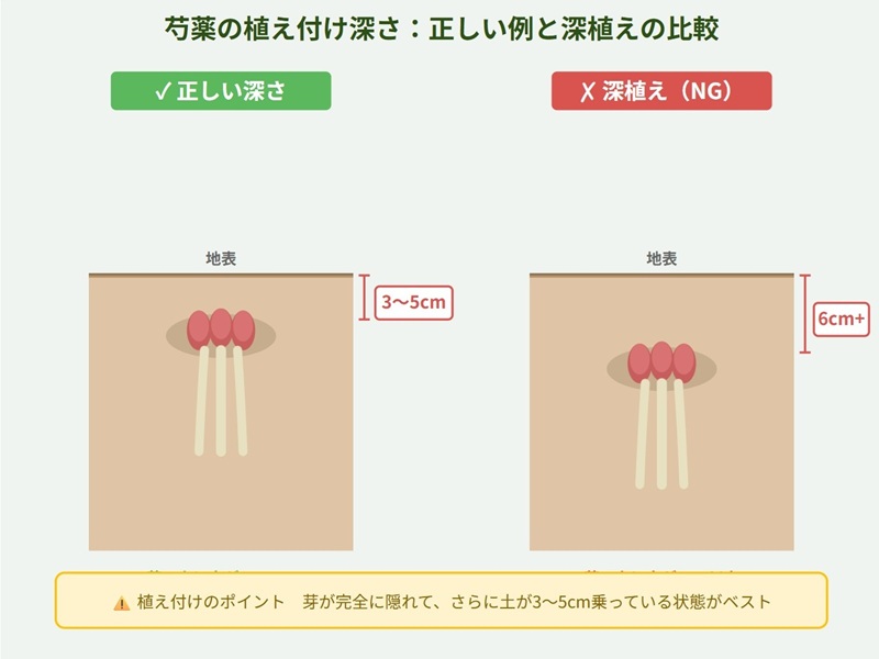 芍薬の正しい植え付けと深植えの比較図。左側は芽が地表から3〜5cmの正しい深さ、右側は6㎝以上で深すぎる状態を示している