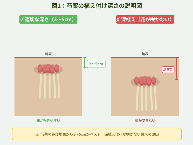 芍薬の正しい植え付けと深植えの比較図。左側は芽が地表から3〜5cmの正しい深さ、右側は芽が深すぎる状態を示している