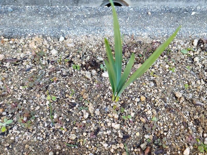 45日後の水仙の成長。1球根から2本の茎が出て、太い緑色の葉が6枚ほど伸びているアップ写真
