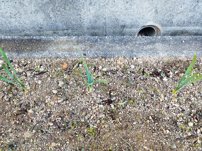 45日後の3株の水仙。どの株も2本の茎と5〜6枚の太く濃い緑色の葉が育っているようす