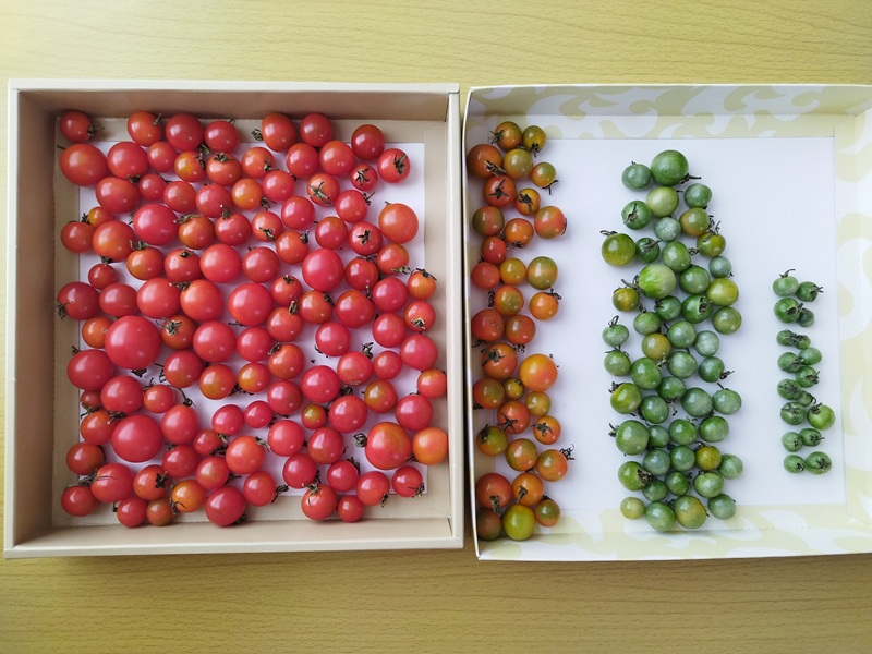 追熟23日目のトマトを状態別に並べた写真。左から真っ赤110個、オレンジ33個、白っぽい49個、乾燥して固くなってきた実17個