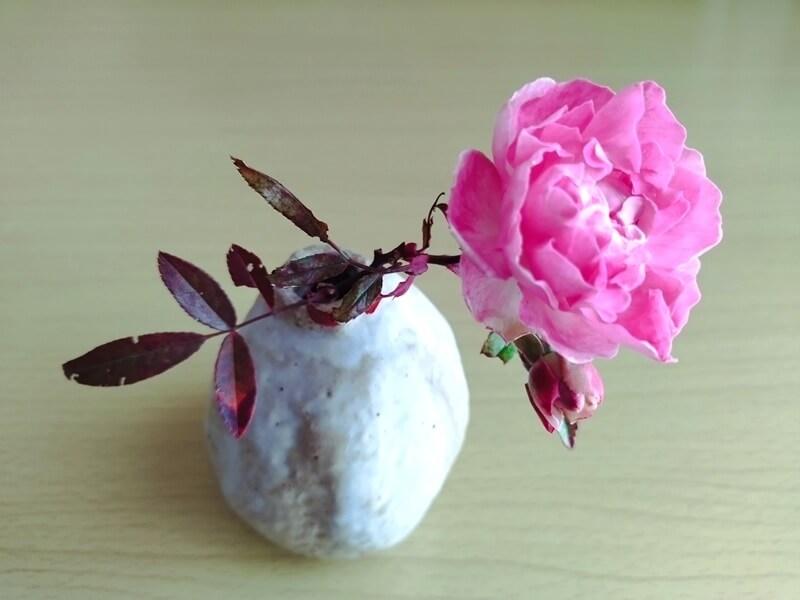 花瓶に生けられたピンク色の八重咲きミニバラと開きかけの蕾。重なり合った花びらが美しく、葉や茎は赤く紅葉している