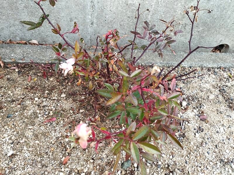 1月末の厳しい寒さの中、茎や葉が赤紫色に紅葉したミニバラの株。その先端にピンク色の花が力強く咲き始めている様子