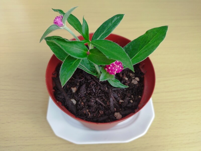 10月に鉢植えにして約3ヶ月経った千日紅。根元から新しい脇芽が複数伸び、葉も大きく元気に育って、花も咲いている様子