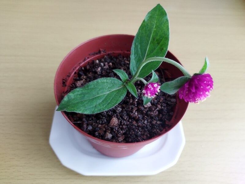 発根を確認後、直径10cmの 小さな鉢に植え替えした千日紅。土が湿っており、植え替えた直後の様子