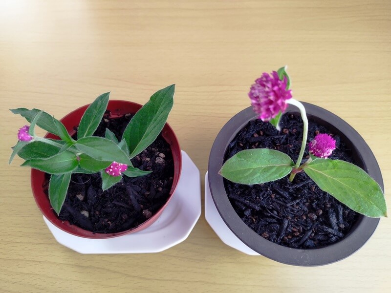 左側に鉢植えで3ヶ月育った大きな千日紅と、右側にずっと水挿しで今回植え替えたばかりの小さな千日紅を横に並べて比較した写真。成長の違いが一目瞭然。