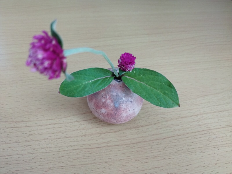 一輪挿しの水に3ヶ月挿しっぱなしの千日紅。枯れてはいないが、脇芽は5ミリ程度と小さく、株自体が大きくなっていない状態