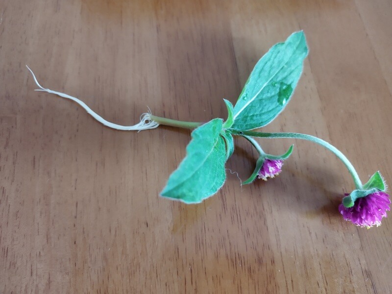 テーブルの上に横向きに置かれた千日紅の切り花。茎の先から5〜6cmほどの真っ白で元気な根が数本伸びている