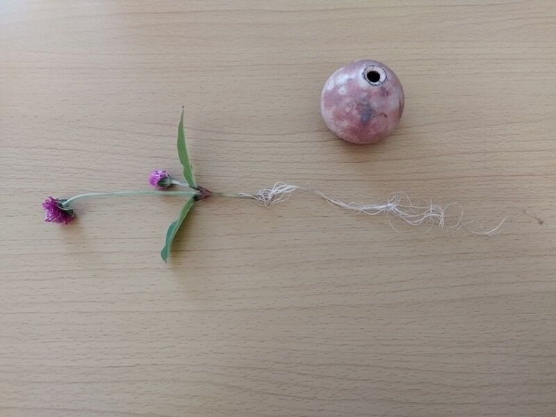 テーブルの上に横たわる千日紅。そばにある小さな花瓶の長さをはるかに超える、30cmほどの真っ白で長い根が何本も伸びている衝撃的な光景。
