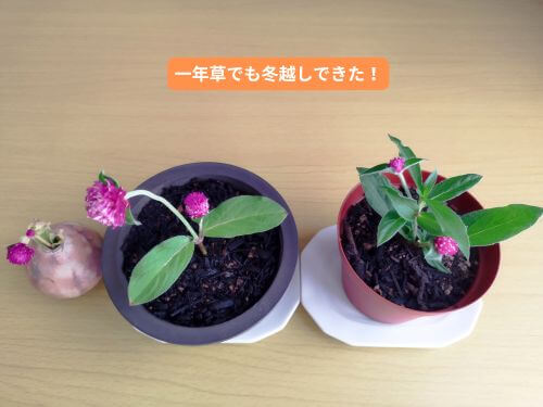 左から一輪挿しの水挿し、切り花のような鉢植え、脇芽が出た鉢植えの3つの千日紅が並んでいる冬越しの様子