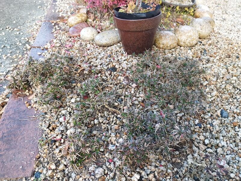 日当たりのよいレンガのキワに植えられた芝桜。部分的に枯れて穴が空いている冬の様子