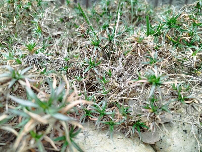 茶色くなった冬の芝桜の葉の隙間から、緑色の新芽が顔を出している写真