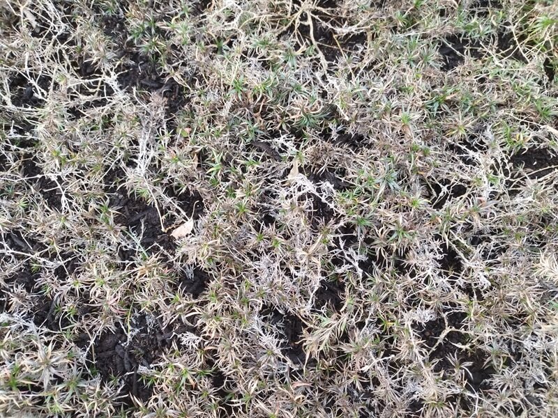 植えっぱなしの芝桜に目土を入れた様子。浮き上がった茎に目土をかけた状態。たっぷりかけても茎が残っている