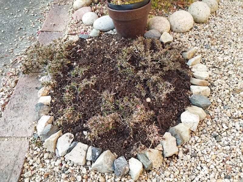 芝桜の枯れて穴が空いた部分に園芸用土を被せ、土の流出しないように庭にある大きめの石を集めて、周囲を囲っている様子