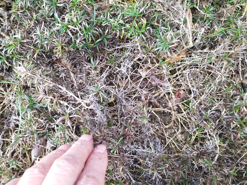 芝桜の葉をかき分けてみると、茎が白っぽく木質化して横方向に長く伸びて密集している様子