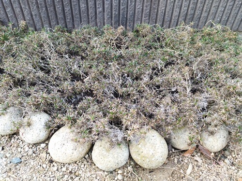 ブロック塀沿いに植えられた冬枯れで茶色くなった芝桜。長く伸びた茎の周りを丸い石で囲い、土留めをしている様子