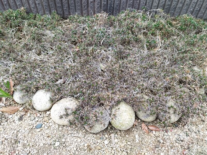 ブロック塀沿いに植えられた冬枯れで茶色くなった芝桜。長く伸びた茎の周りを丸い石で囲い、土留めをしている様子