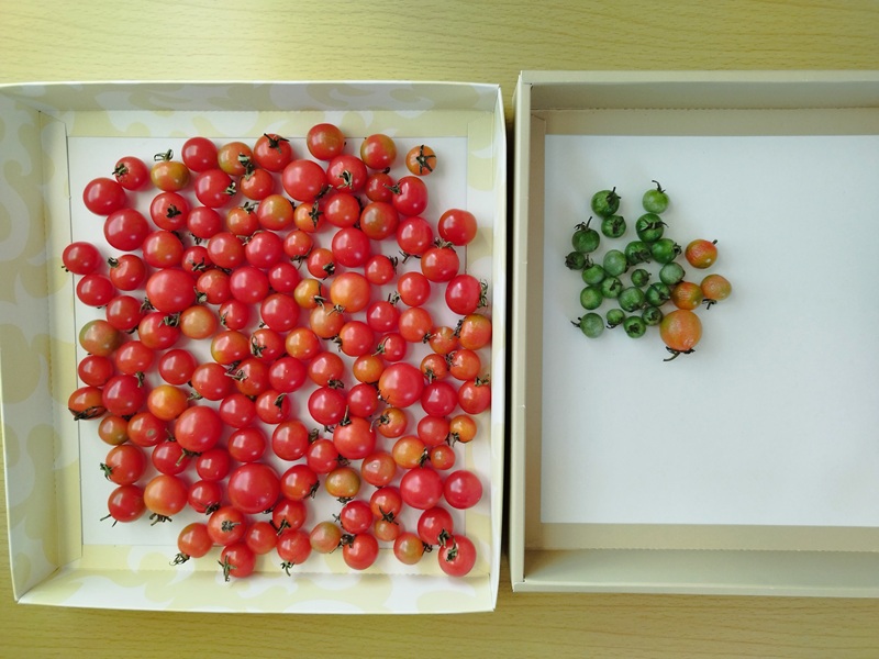 収穫後のトマトを箱に並べた最終結果。左には赤く熟したトマト、右には青いままのものやしわしわになったものが分けて置かれている様子
